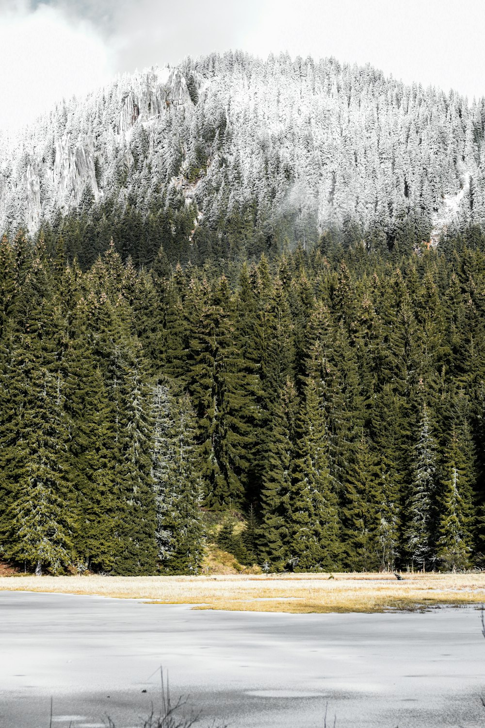 green pine trees on brown field during daytime