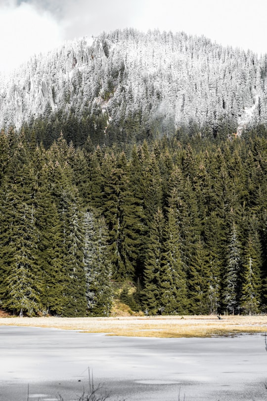 green pine trees on brown field during daytime in Rhodope Mountains Bulgaria