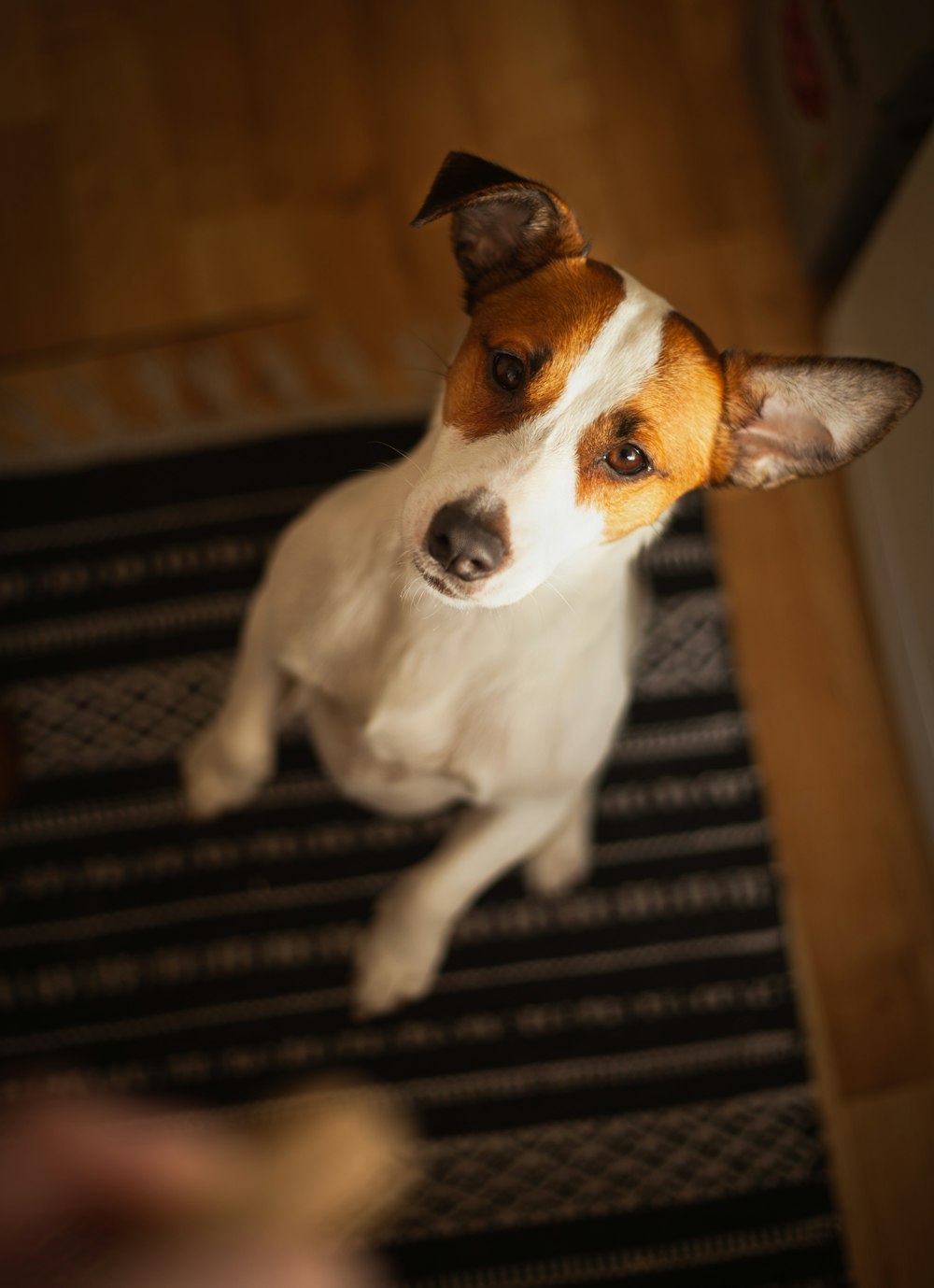 white and brown short coated dog sitting on black and white area rug