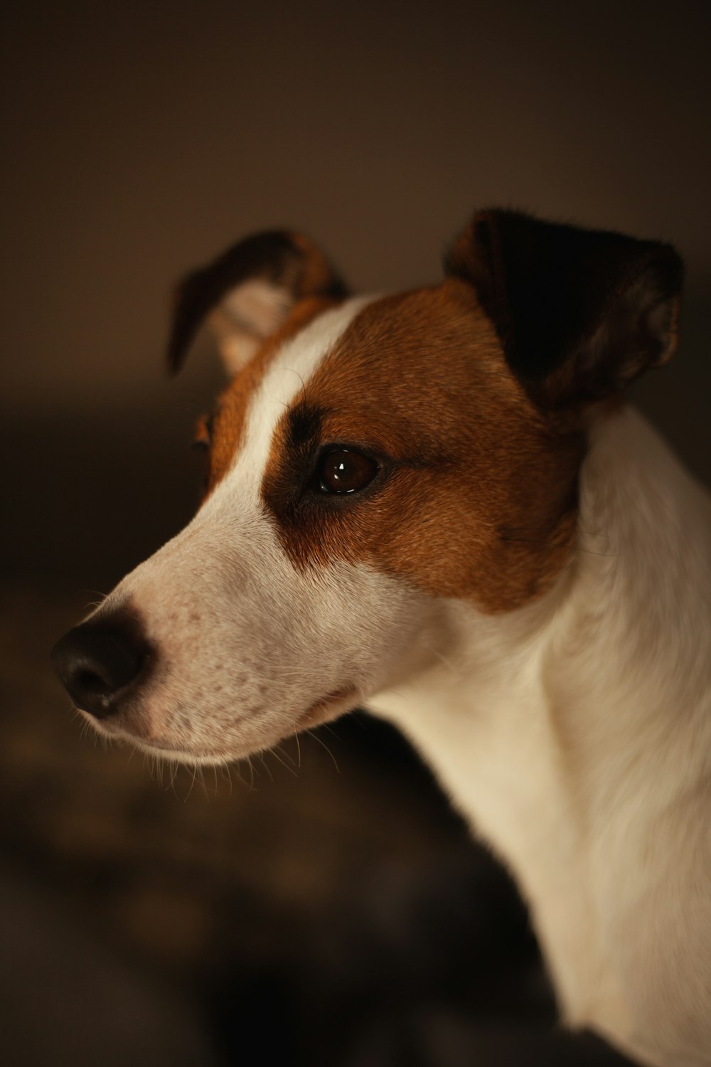 chien brun et blanc à poil court