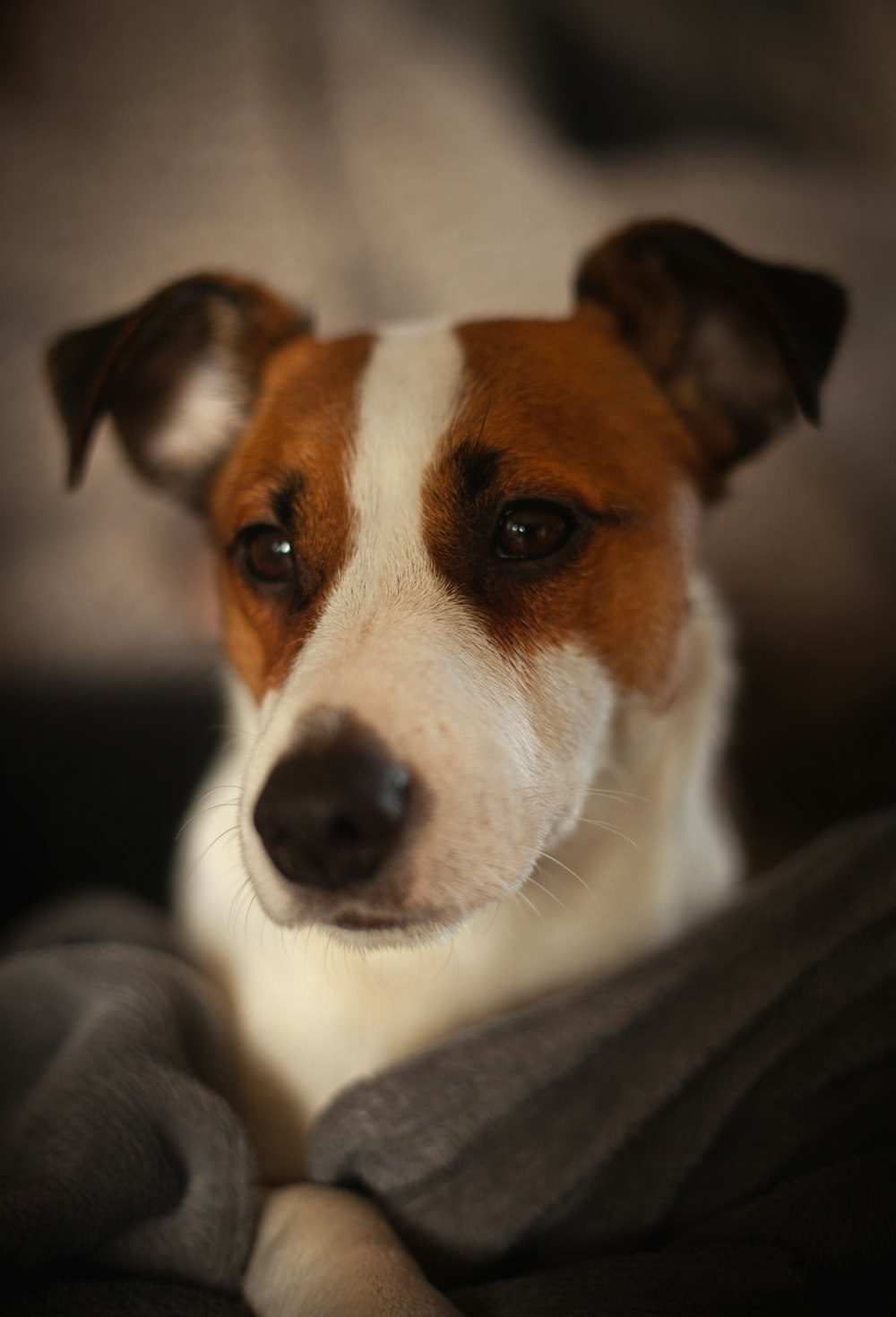 cão branco e marrom de pelagem curta