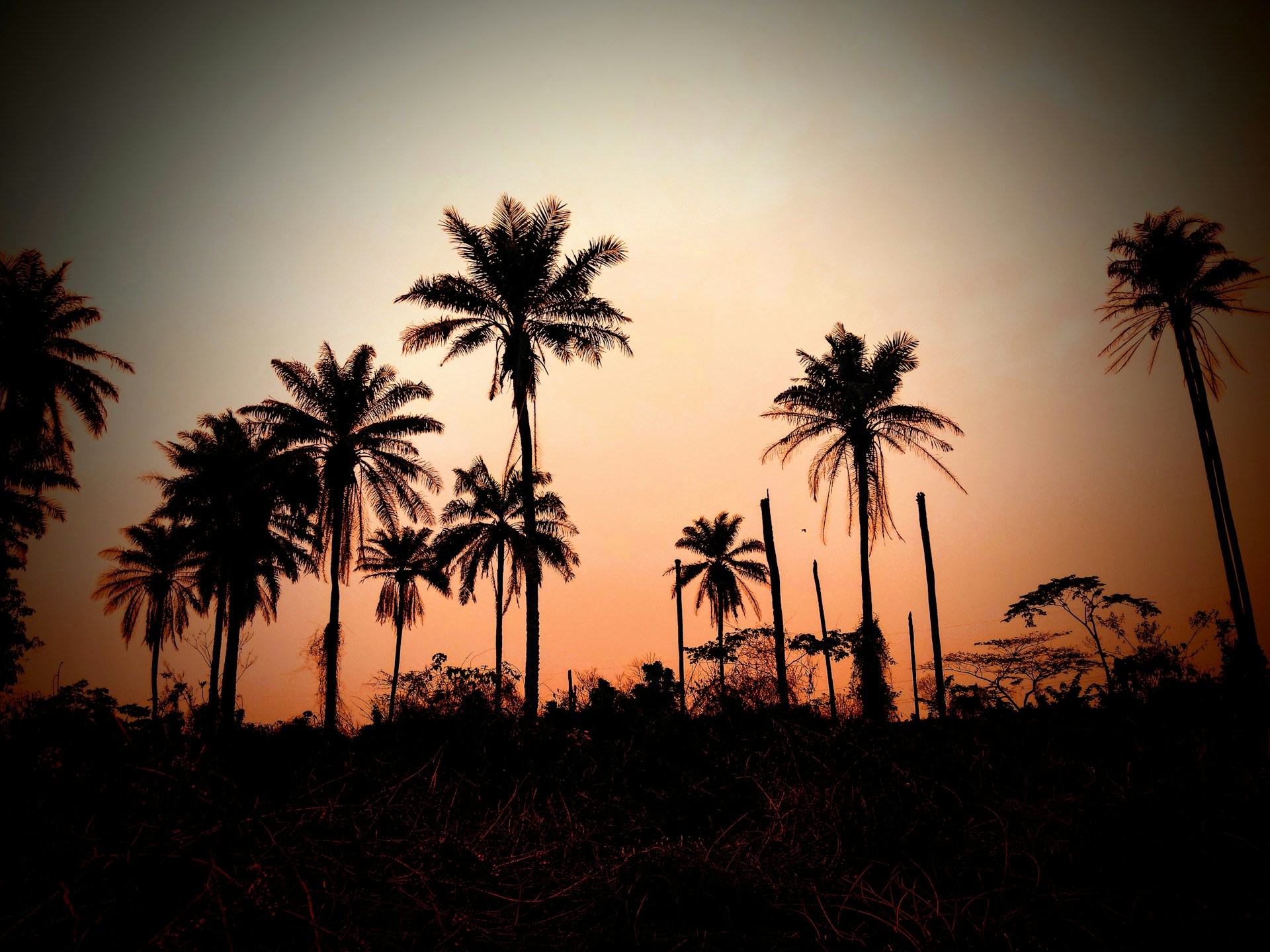 silhouette of palm trees during sunset