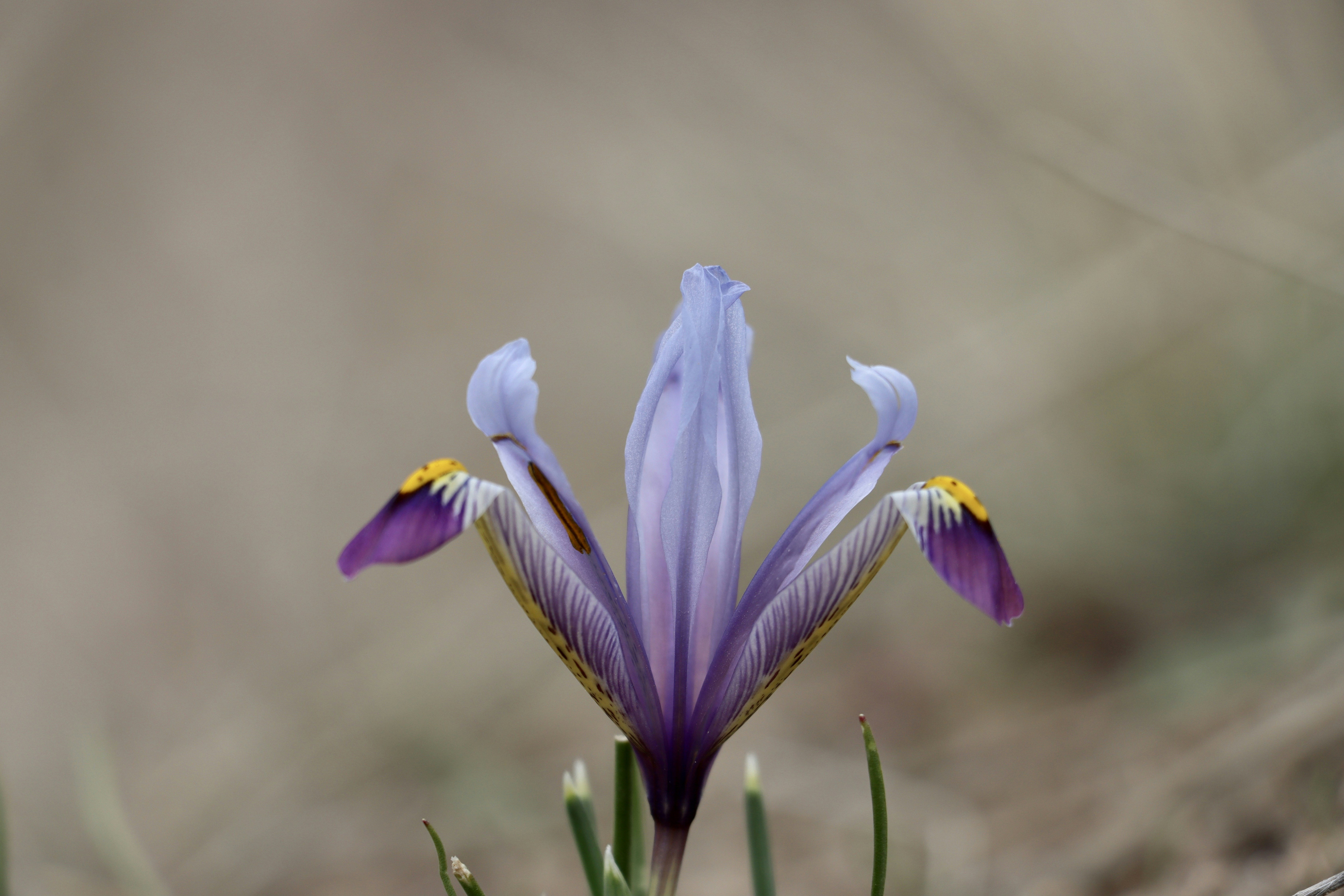 Photo by alirad_zare