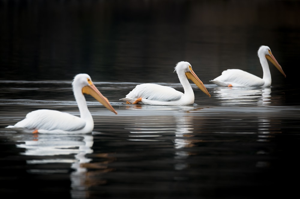 white swan on water during daytime