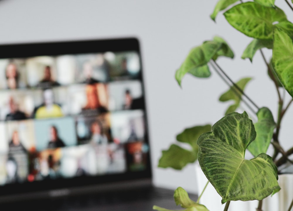 plante à feuilles vertes près d’un mur blanc