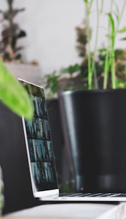 green plant in black pot