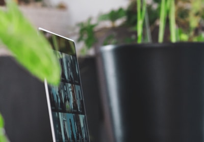 green plant in black pot