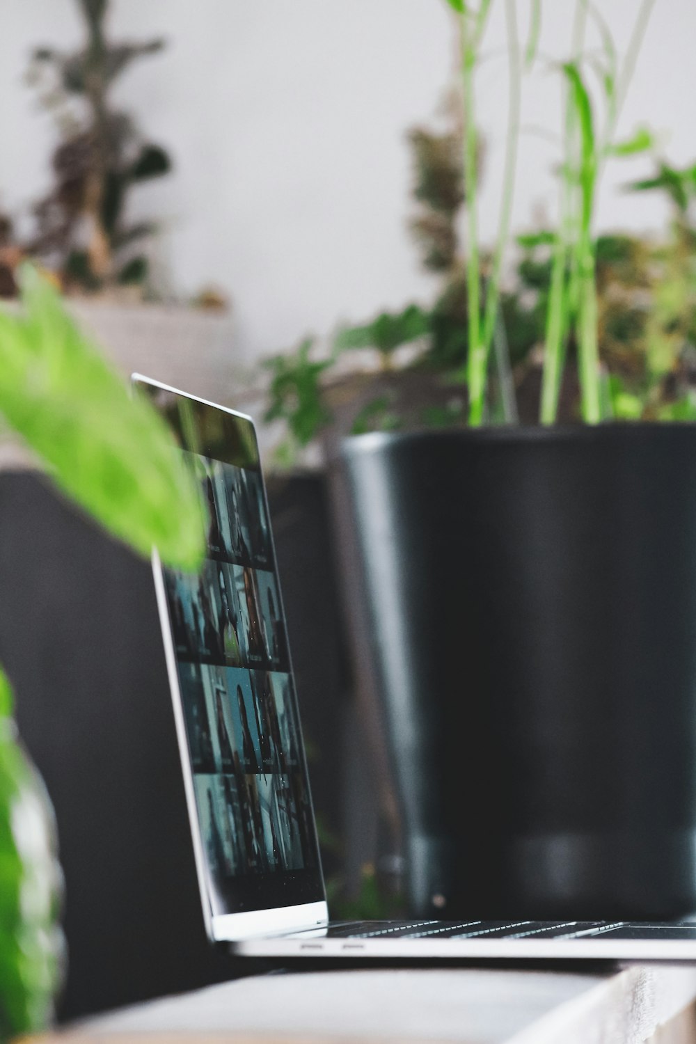 green plant in black pot