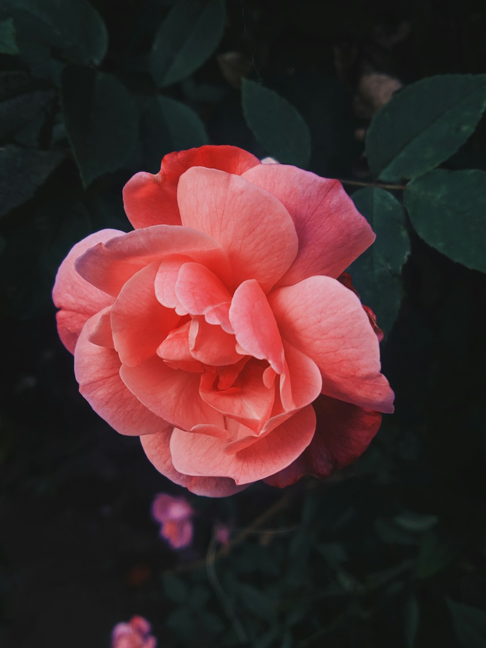 pink rose in bloom during daytime