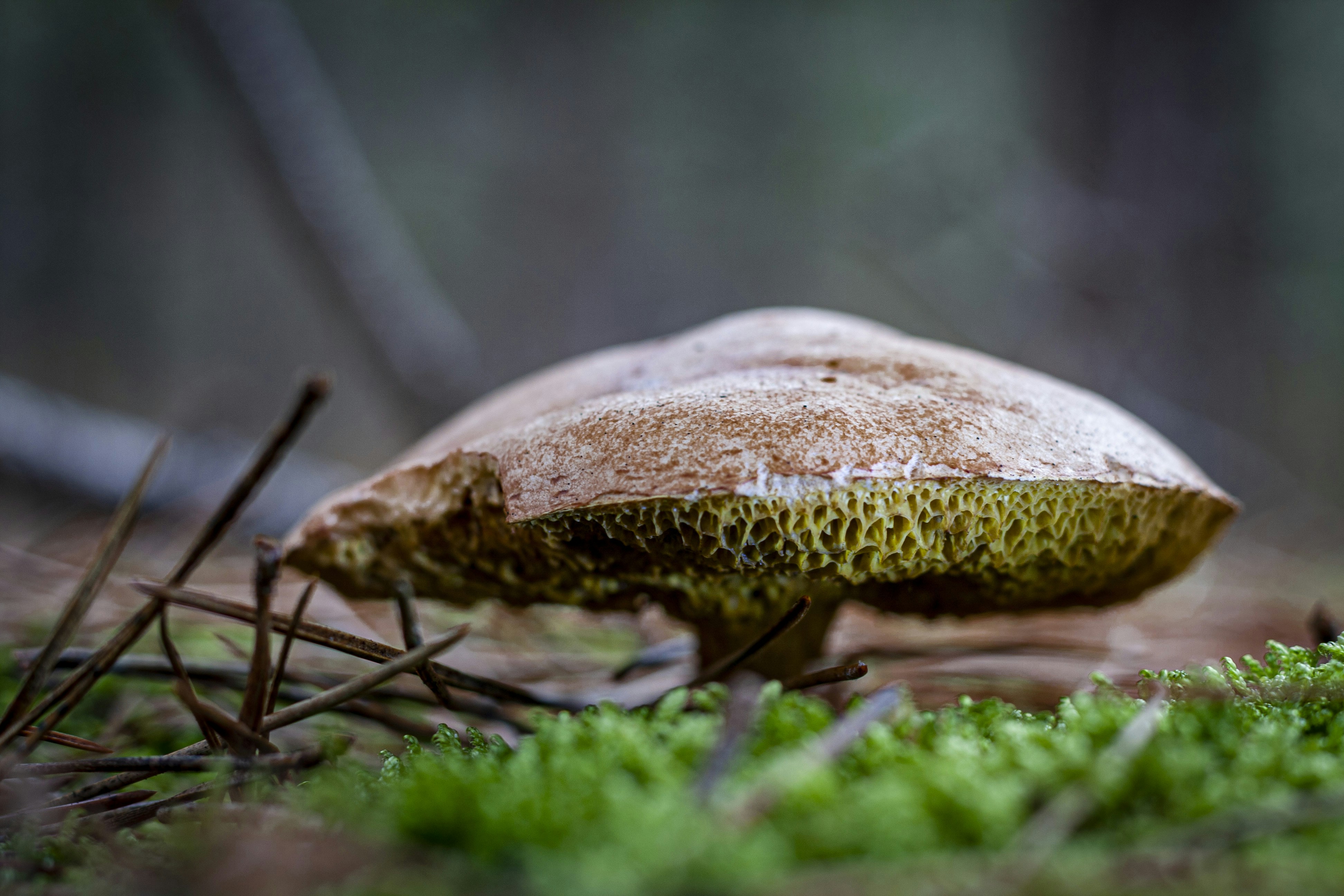brown mushroom in tilt shift lens