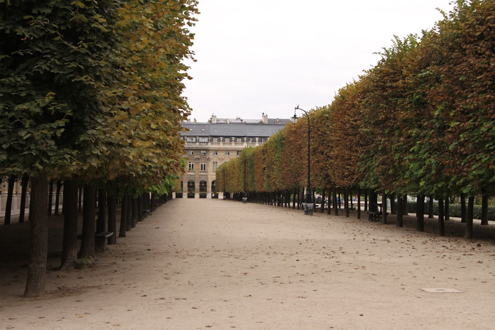 green trees on brown sand during daytime