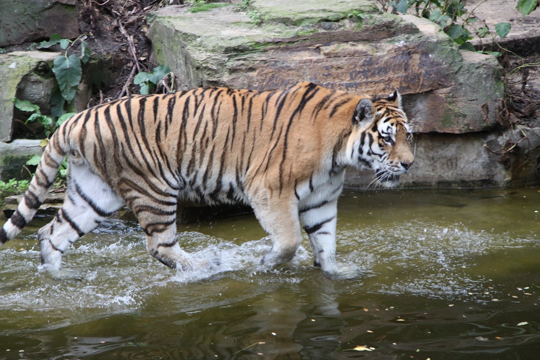 Tiger enclosure