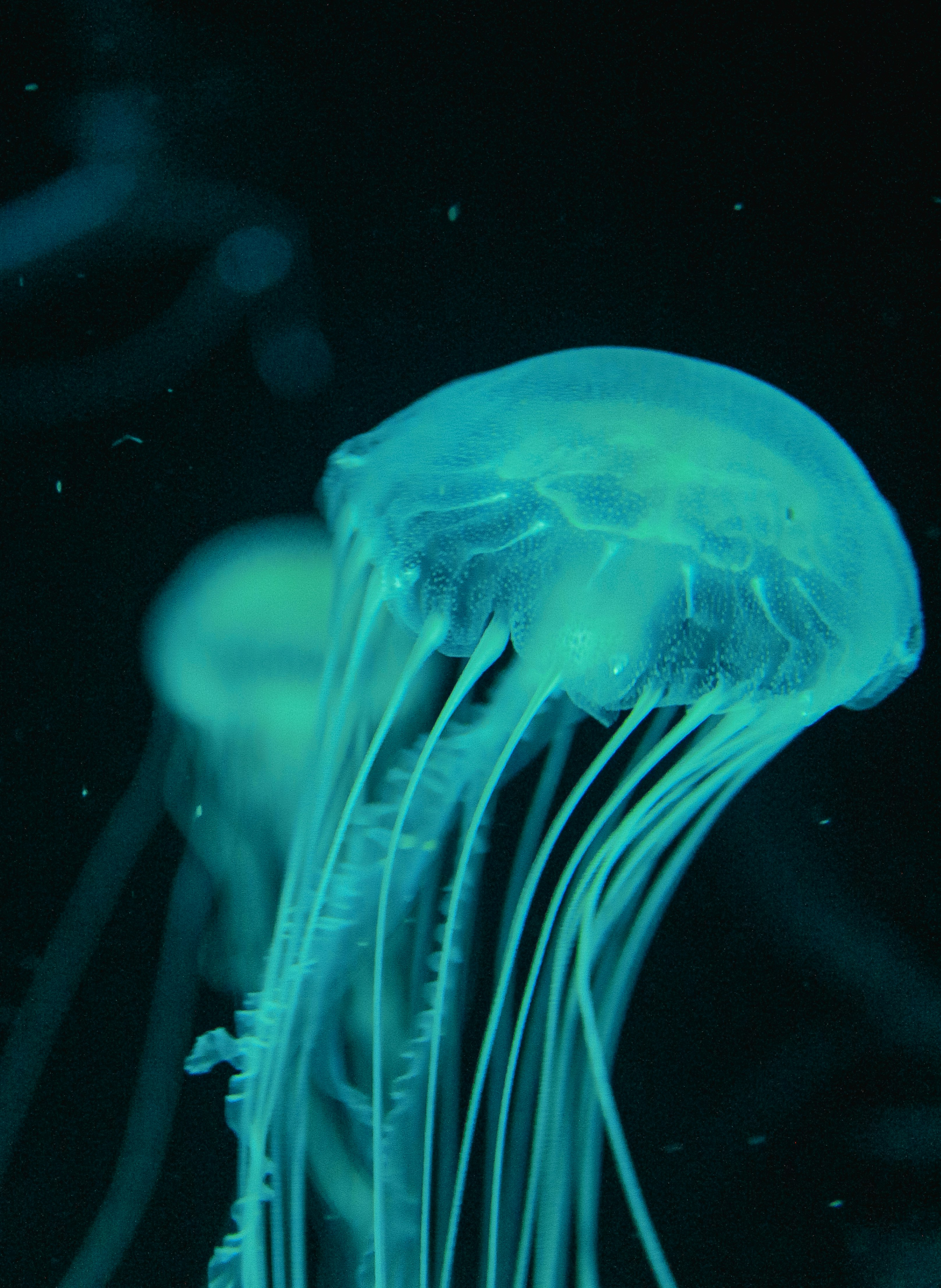 blue jellyfish in water during daytime