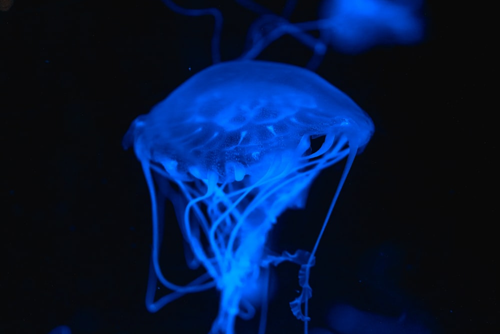 blue jellyfish in close up photography