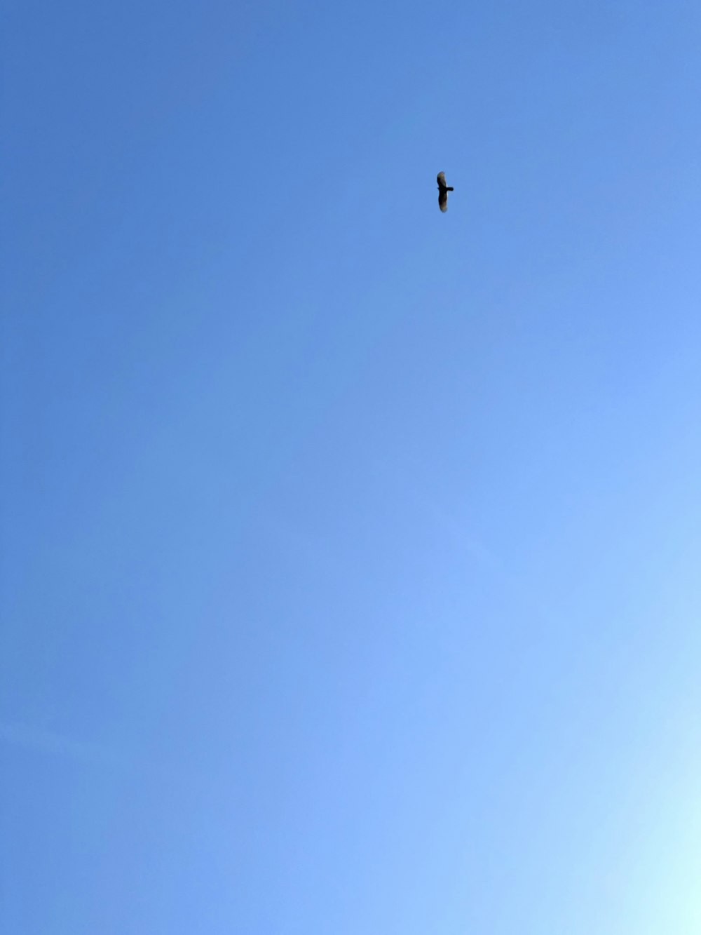 black bird flying under blue sky during daytime