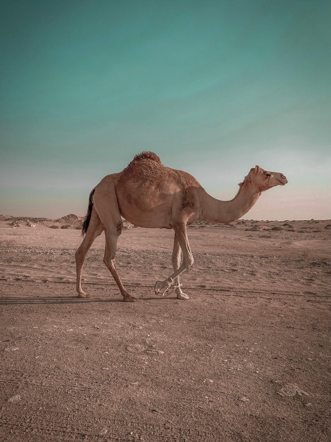  brown camel on brown sand during daytime camel