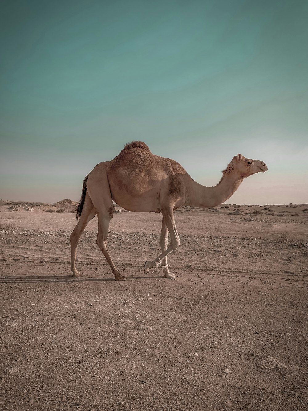 낮 동안 갈색 모래에 갈색 낙타