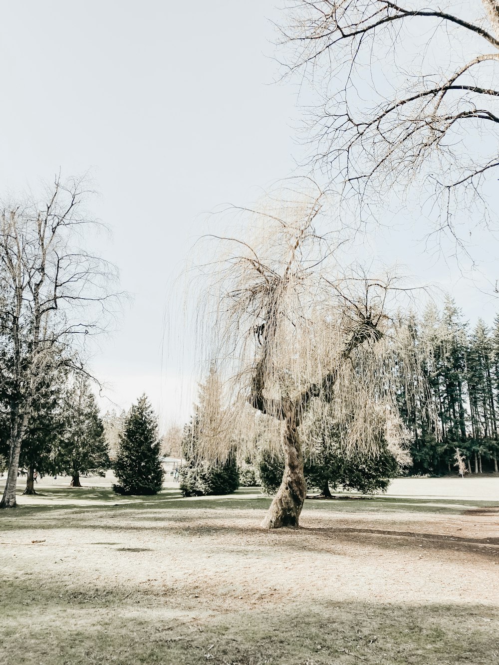 leafless trees on gray field during daytime