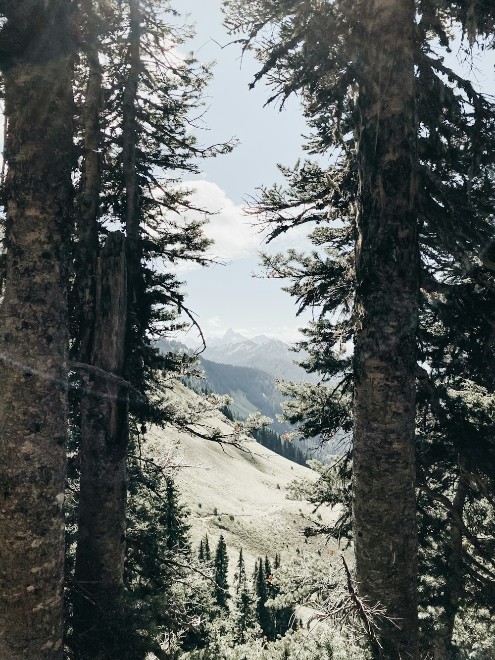 green trees on snow covered mountain during daytime