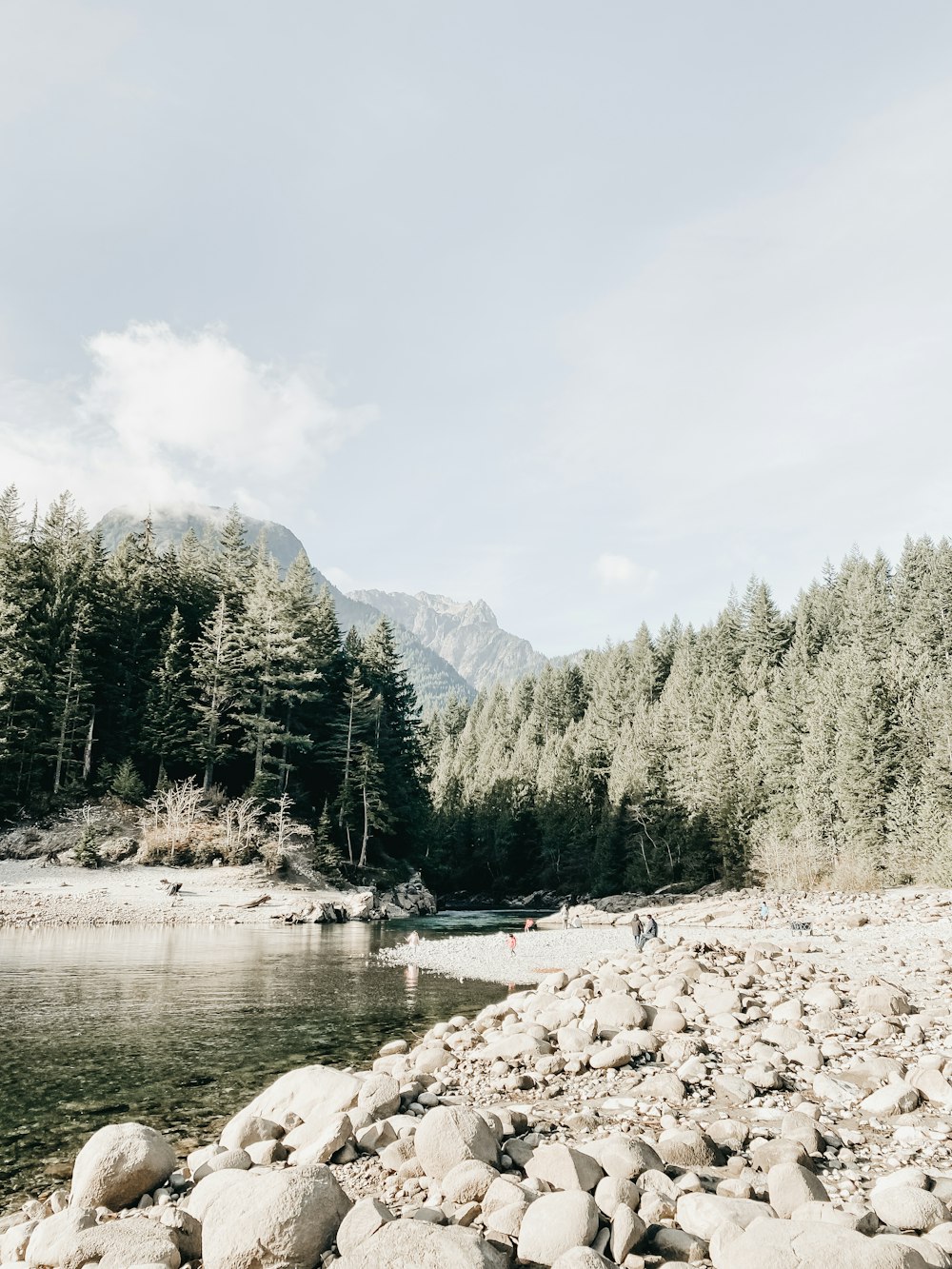 green trees near lake during daytime