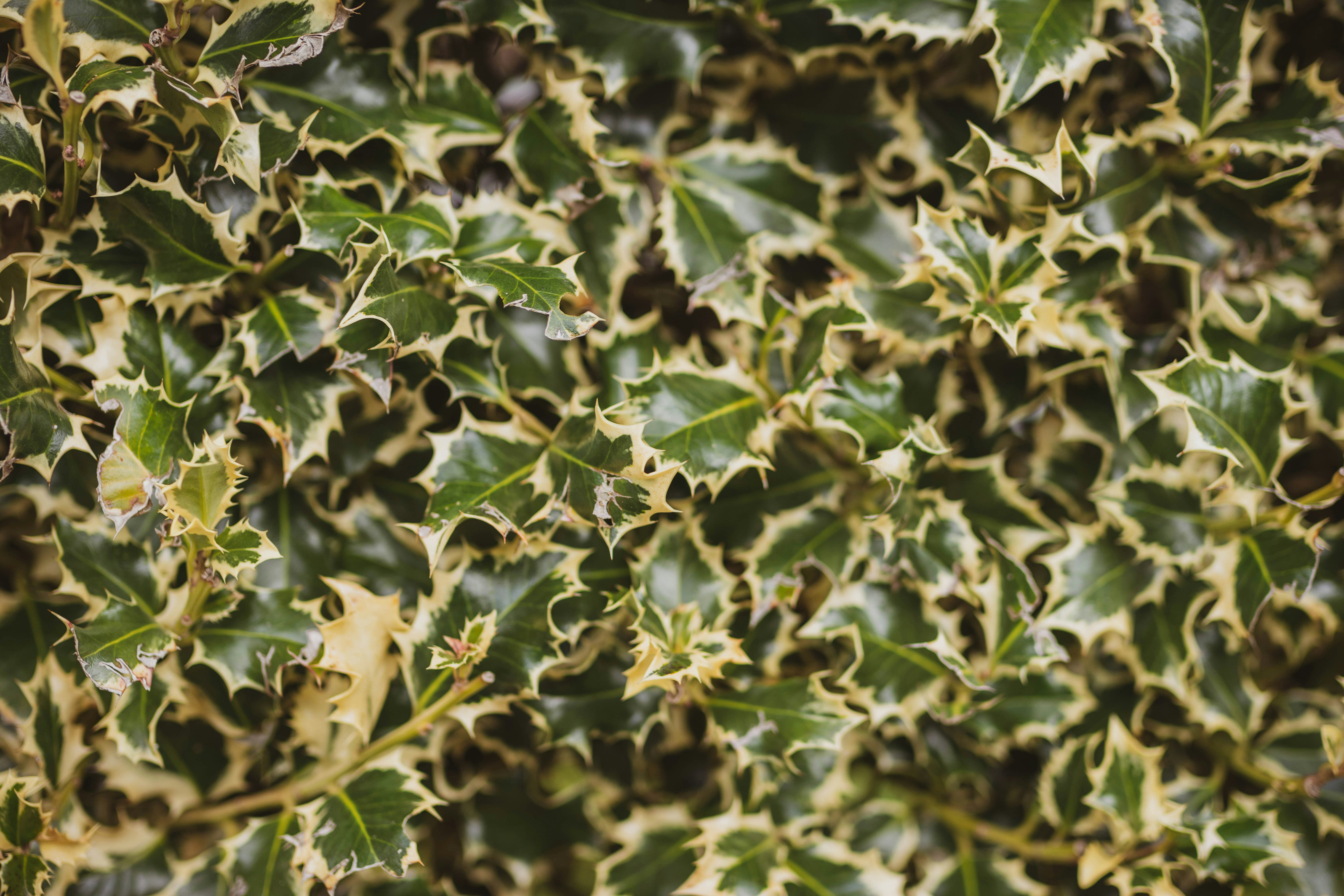 Photo by mihaicostache