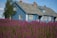 purple flower field beside white wooden house during daytime