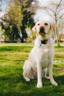 yellow labrador retriever on green grass field during daytime