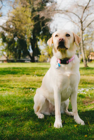 yellow labrador retriever on green grass field during daytime