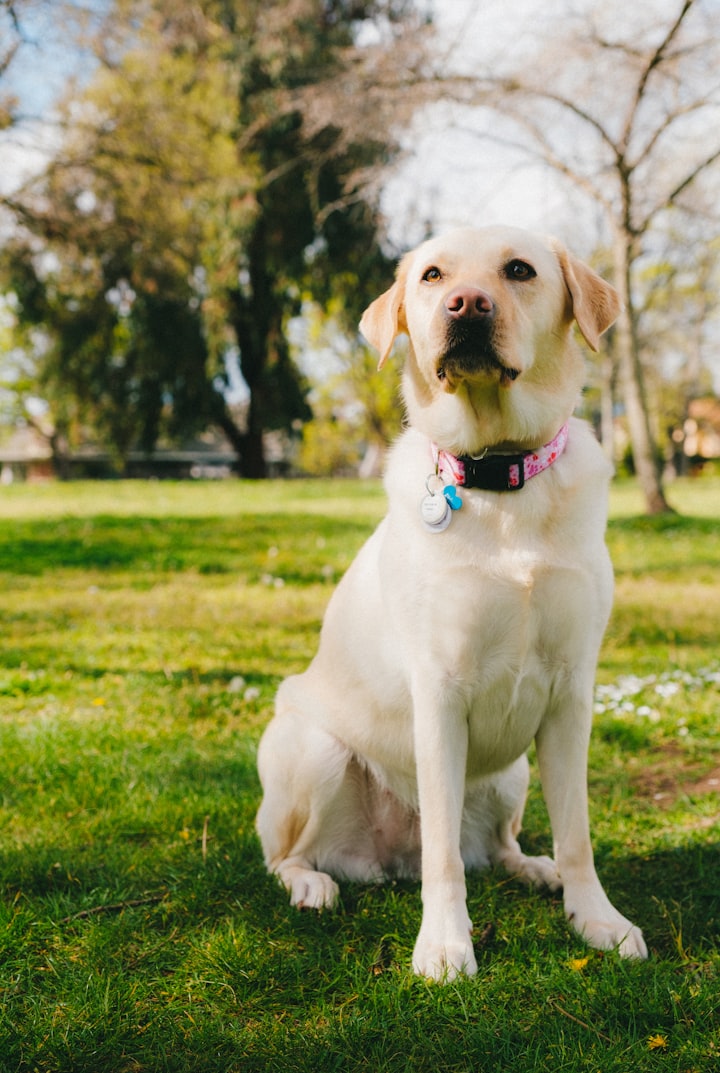 A Truly Shocking Dog Story