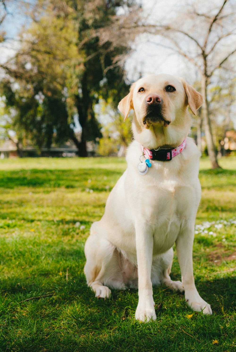 yellow labrador retriever on green grass field during daytime