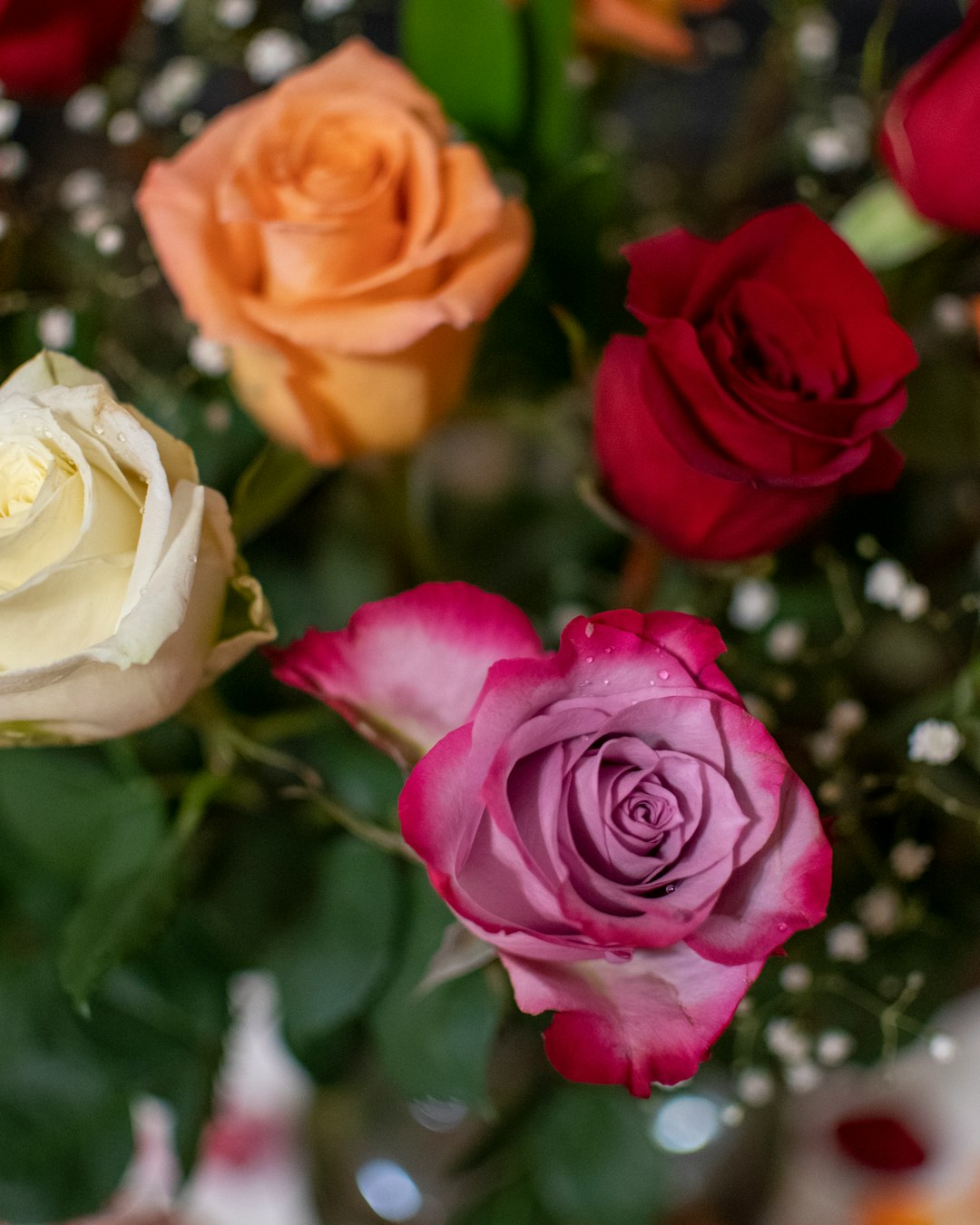 red and white roses in close up photography