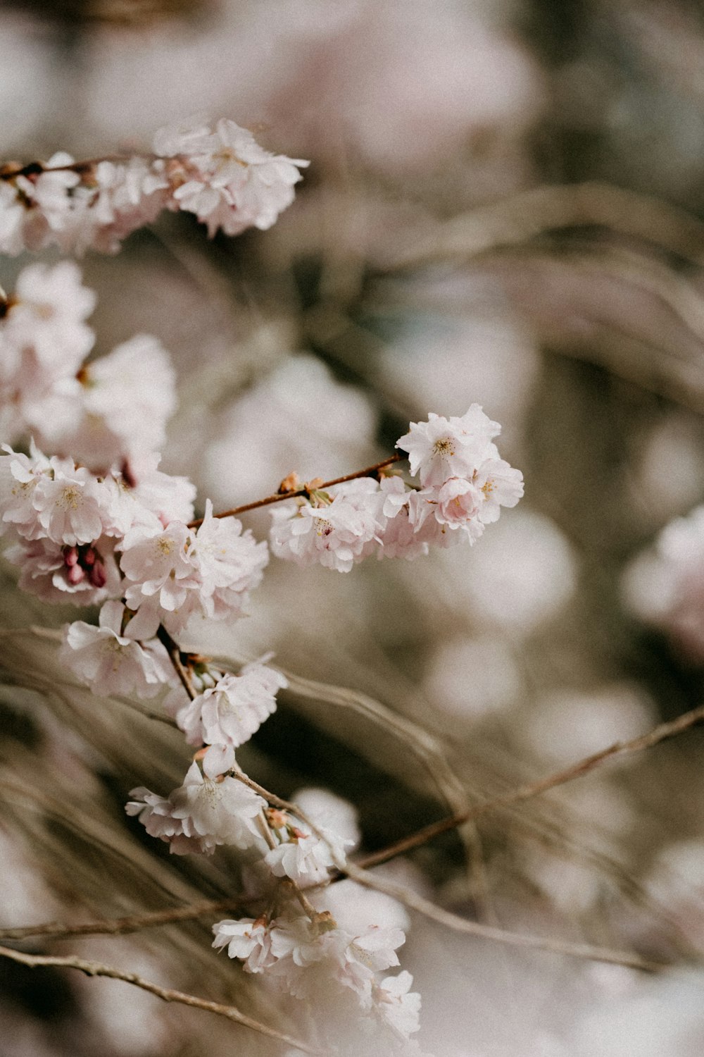 white cherry blossom in close up photography