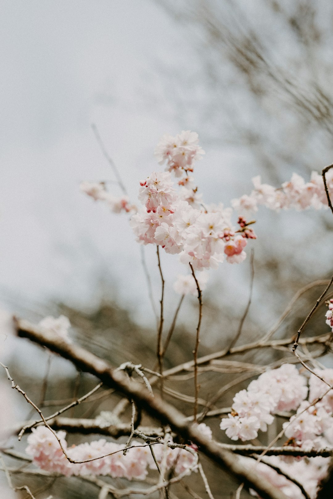 pink cherry blossom in close up photography