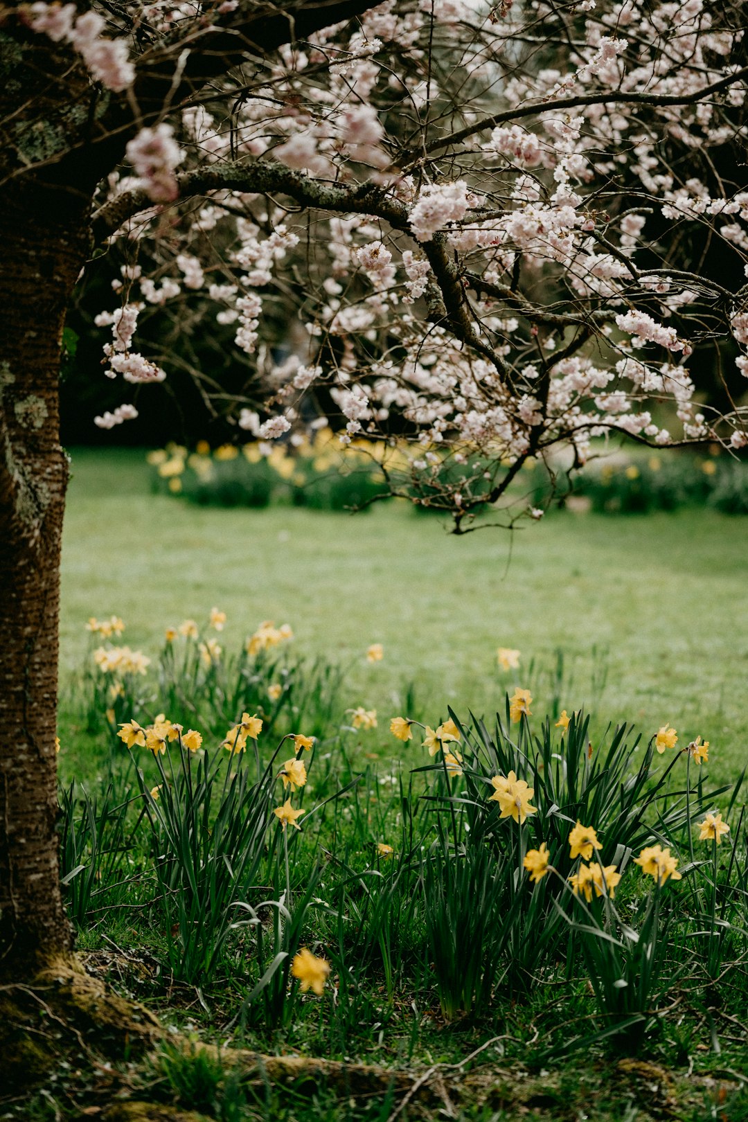 white flowers on brown tree