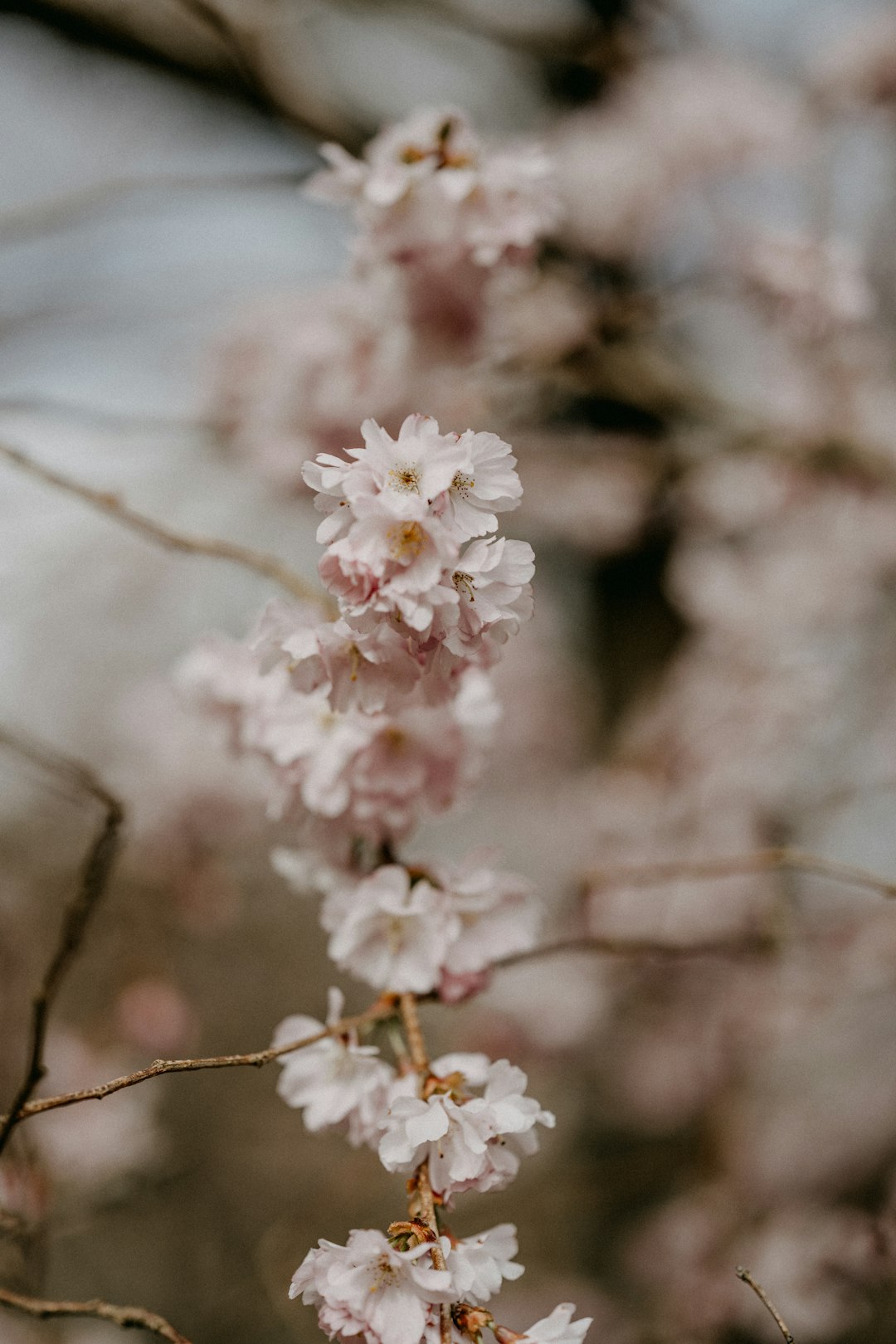 white cherry blossom in close up photography