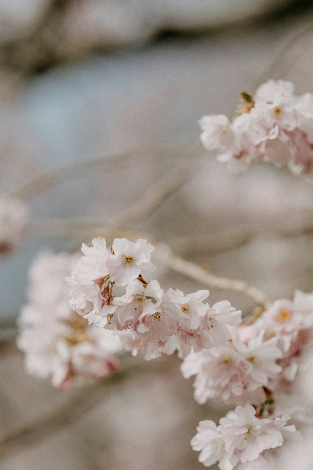 white cherry blossom in close up photography