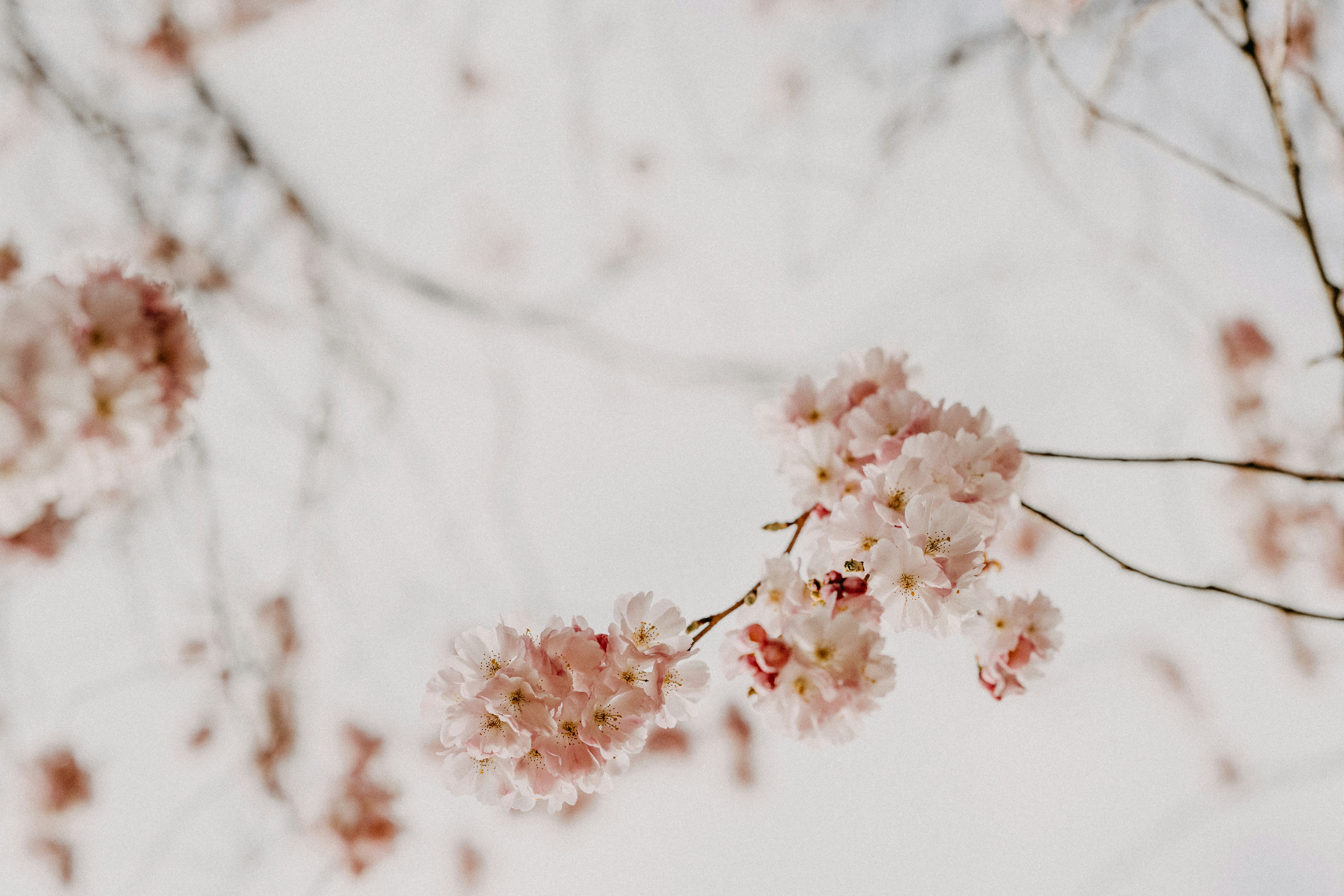 Photo by anniespratt