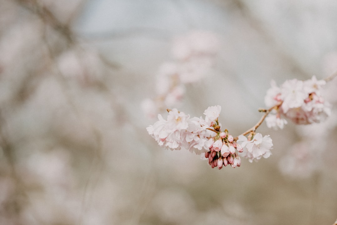 white cherry blossom in close up photography