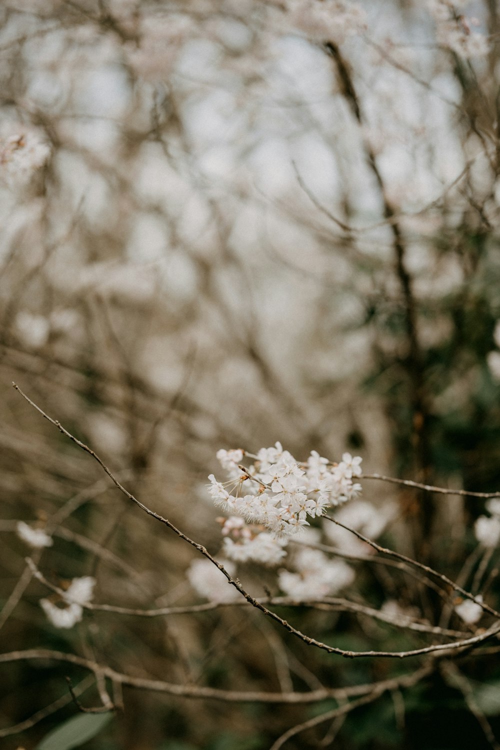 white flower in tilt shift lens