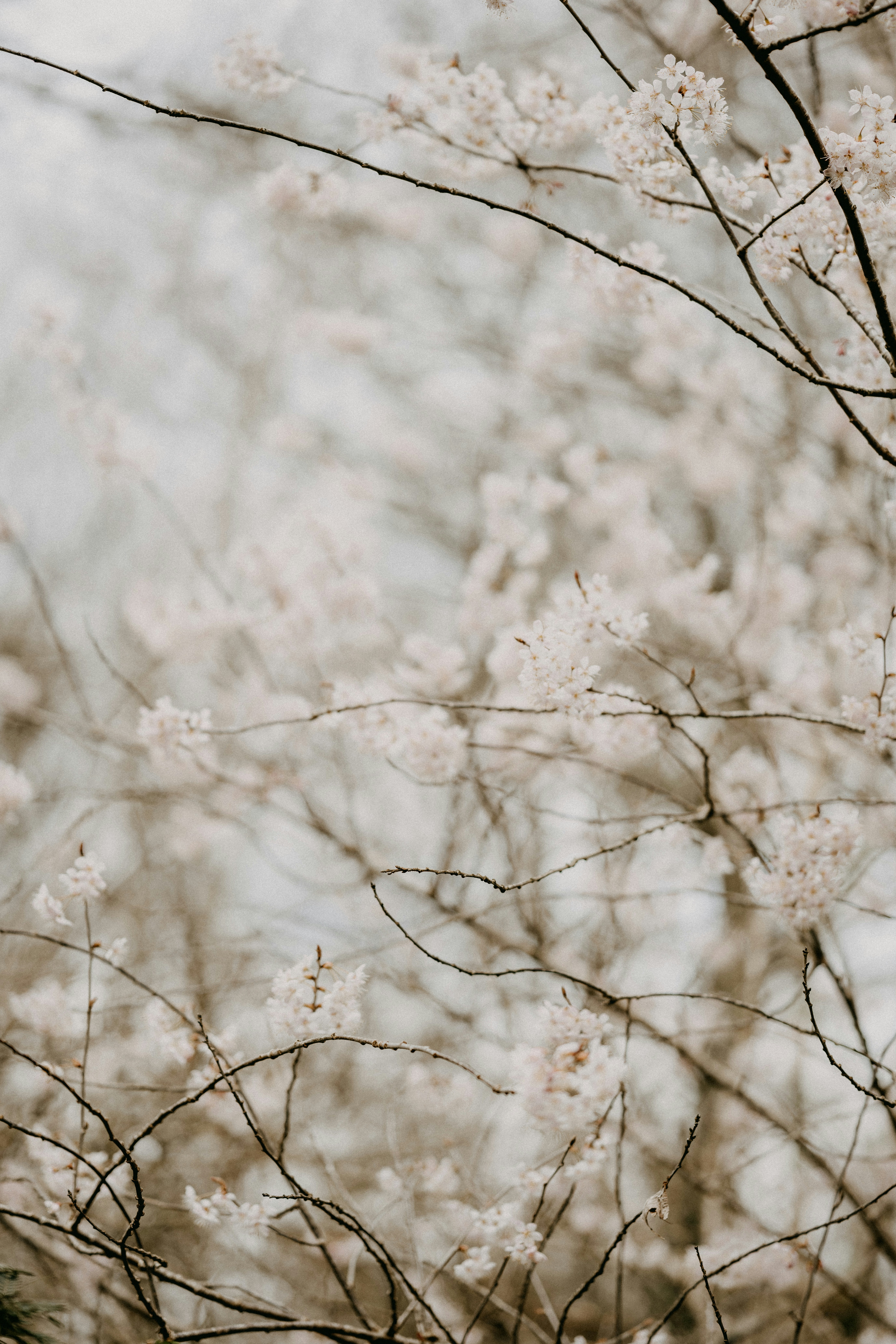 Photo by anniespratt