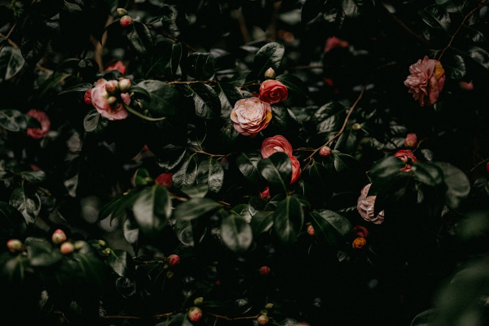 red and green leaves plant