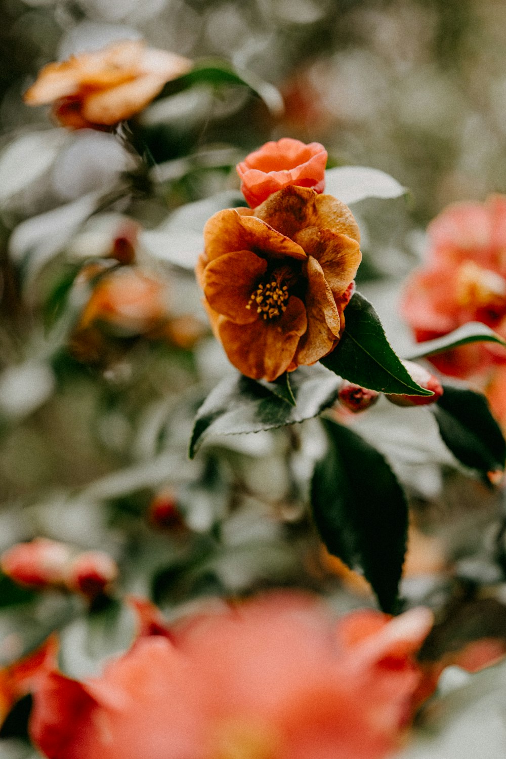 orange flower in tilt shift lens