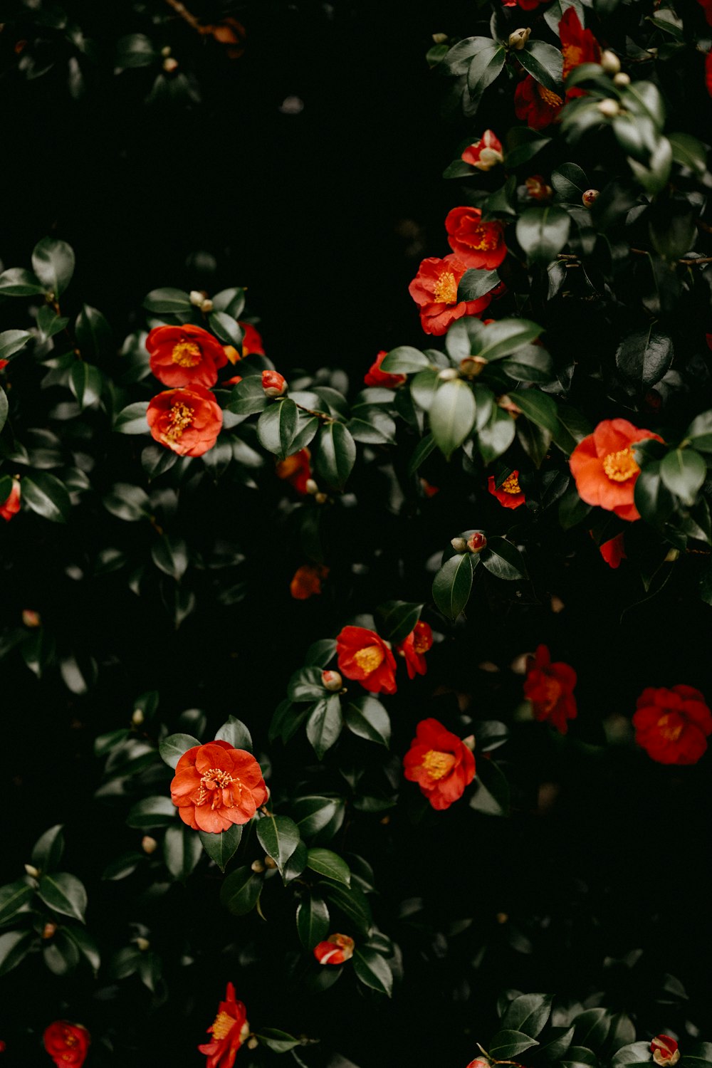 red and white flowers with green leaves