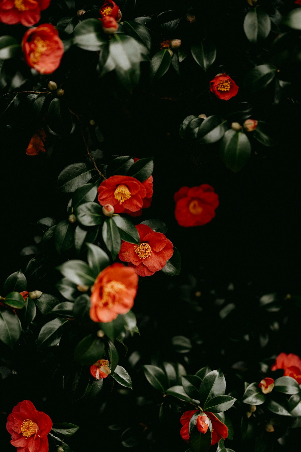 red flower with green leaves