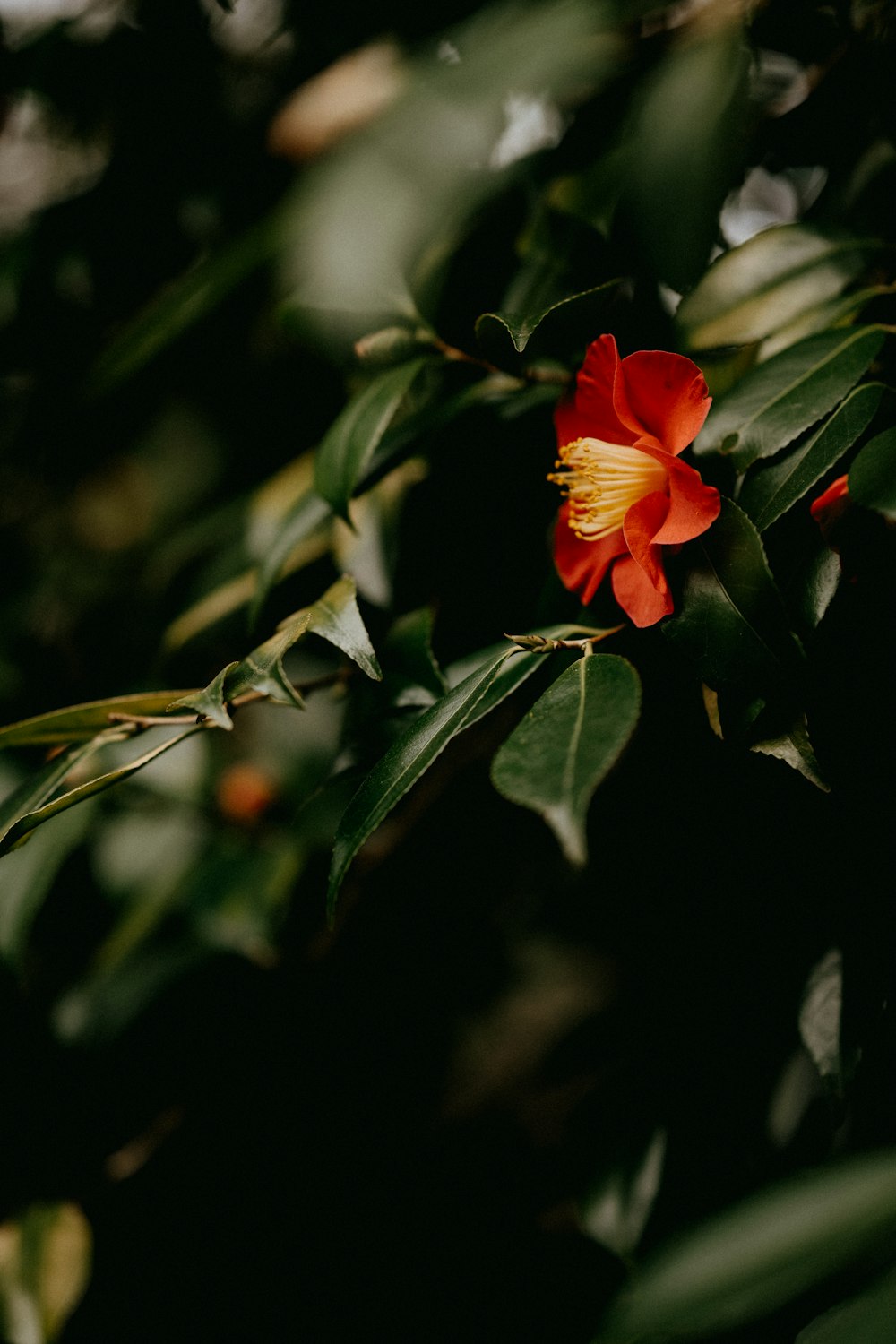 red flower in tilt shift lens