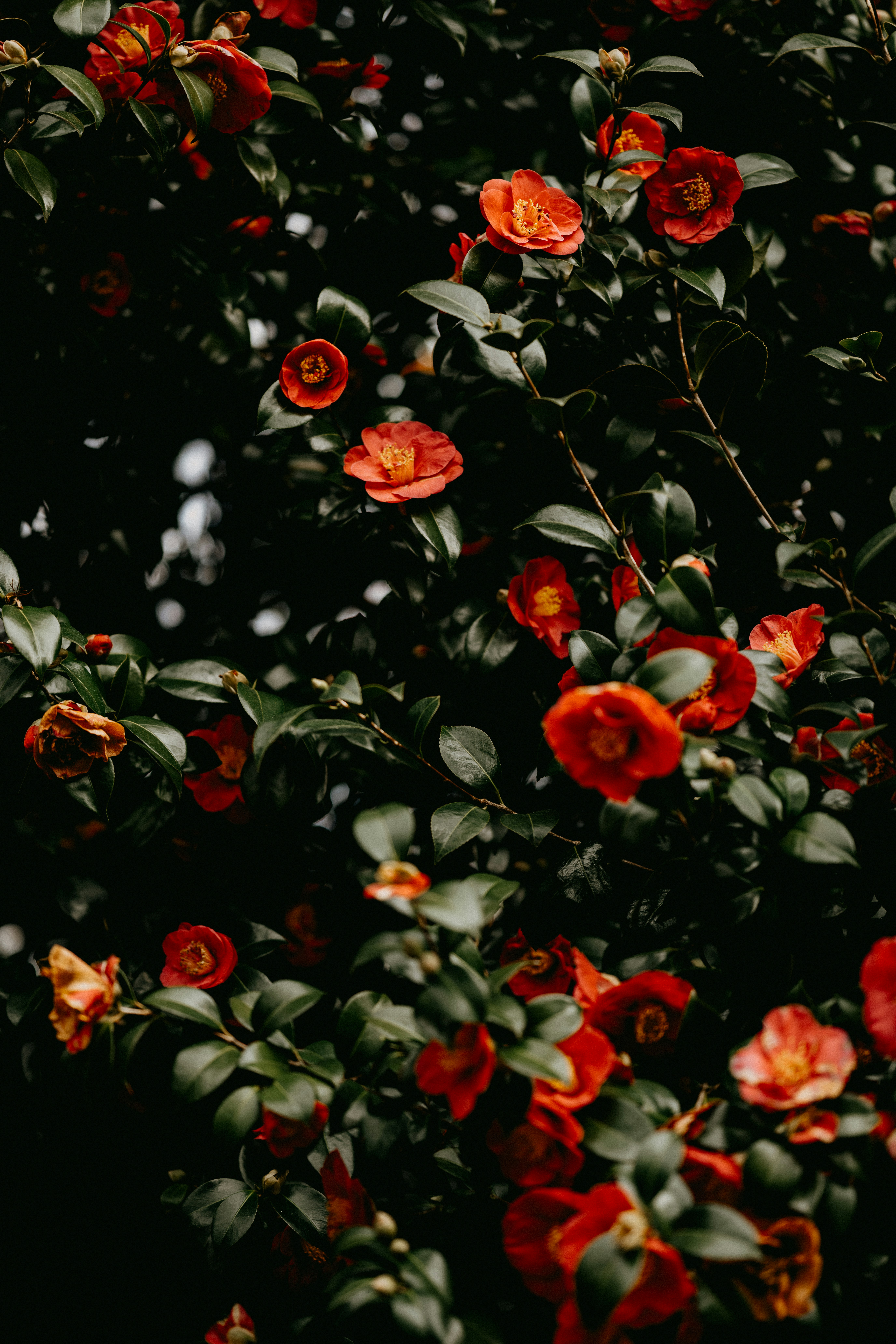 Photo by anniespratt
