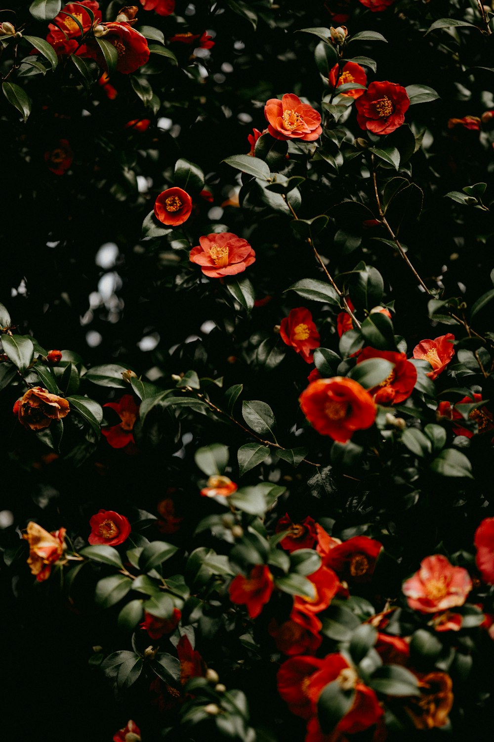 red flowers with green leaves