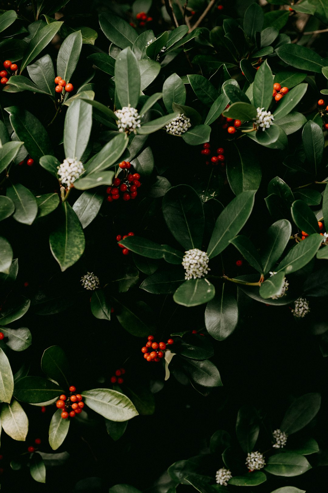 white and red flowers with green leaves