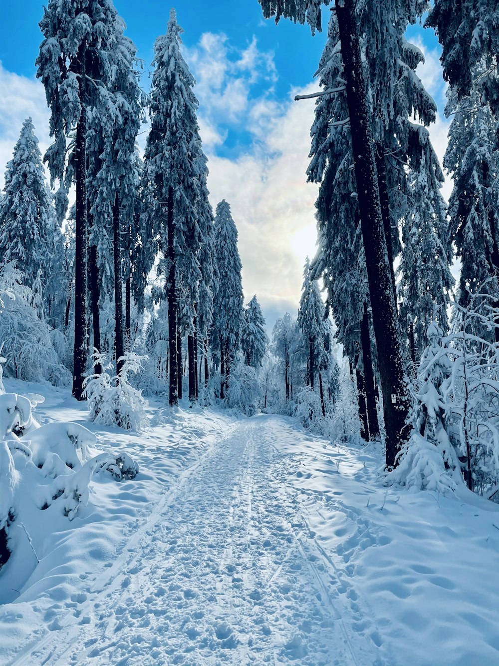 Schneebedeckte Bäume tagsüber