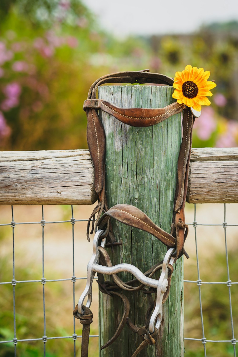 yellow sunflower on grey metal fence during daytime